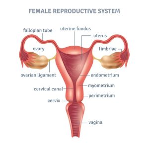 female reproductive system